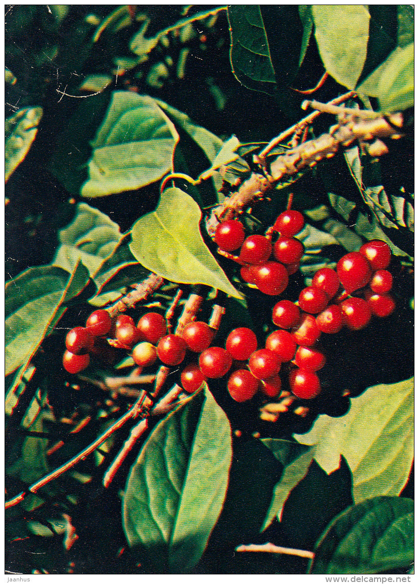 Five-flavor berry - Schisandra chinensis - Medicinal Plants - 1983 - Russia USSR - unused - JH Postcards