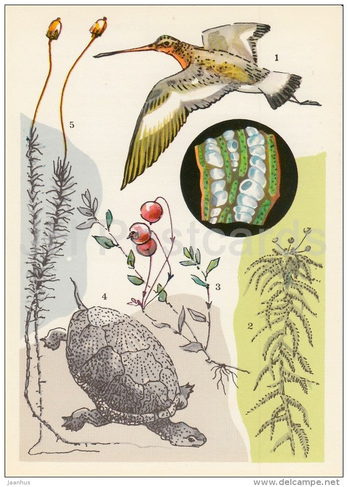 Black-tailed godwit , bird - European pond turtle - cranberry - Polytrichum -Life in Water - 1977 - Russia USSR - unused - JH Postcards