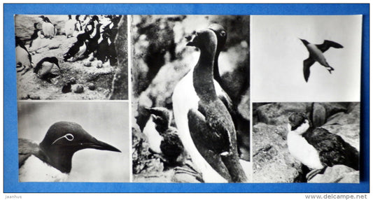 Guillemot - birds - Barents Sea - Kandalaksha Nature Reserve - 1974 - Russia USSR - unused - JH Postcards