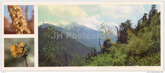 Tutsan - Hypericum - Chatkalsky National Park - 1976 - Uzbekistan USSR - unused - JH Postcards