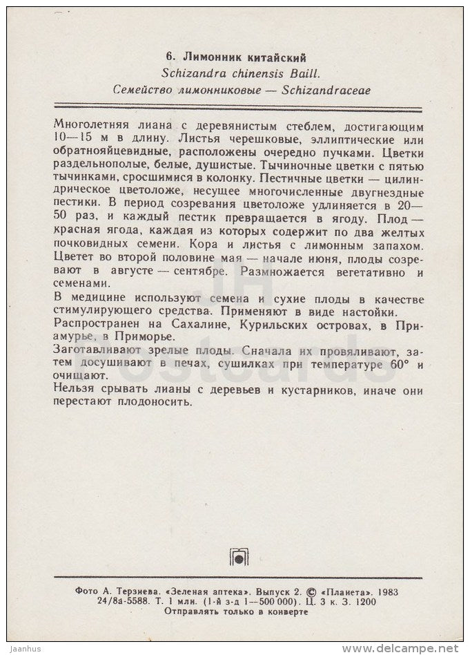 Five-flavor berry - Schisandra chinensis - Medicinal Plants - 1983 - Russia USSR - unused - JH Postcards
