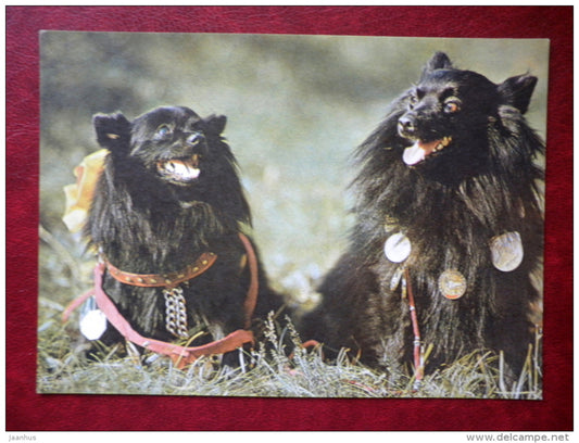 German Black Spitz - dogs - 1981 - Estonia USSR - unused - JH Postcards