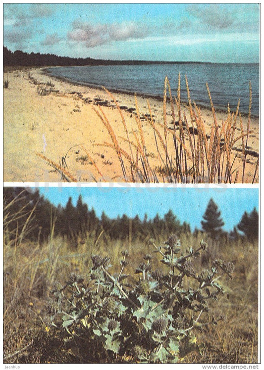 Luidja seashore - Eryngium maritimum , Sea Holly - Hiiumaa island - 1990 - Estonia USSR - unused - JH Postcards