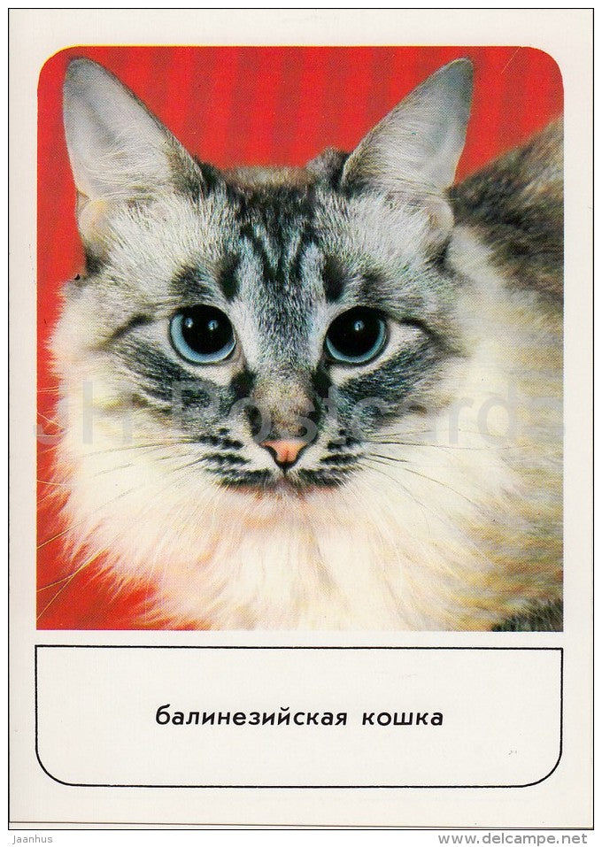 Balinese Cat - cats - Russia USSR - 1989 - unused - JH Postcards