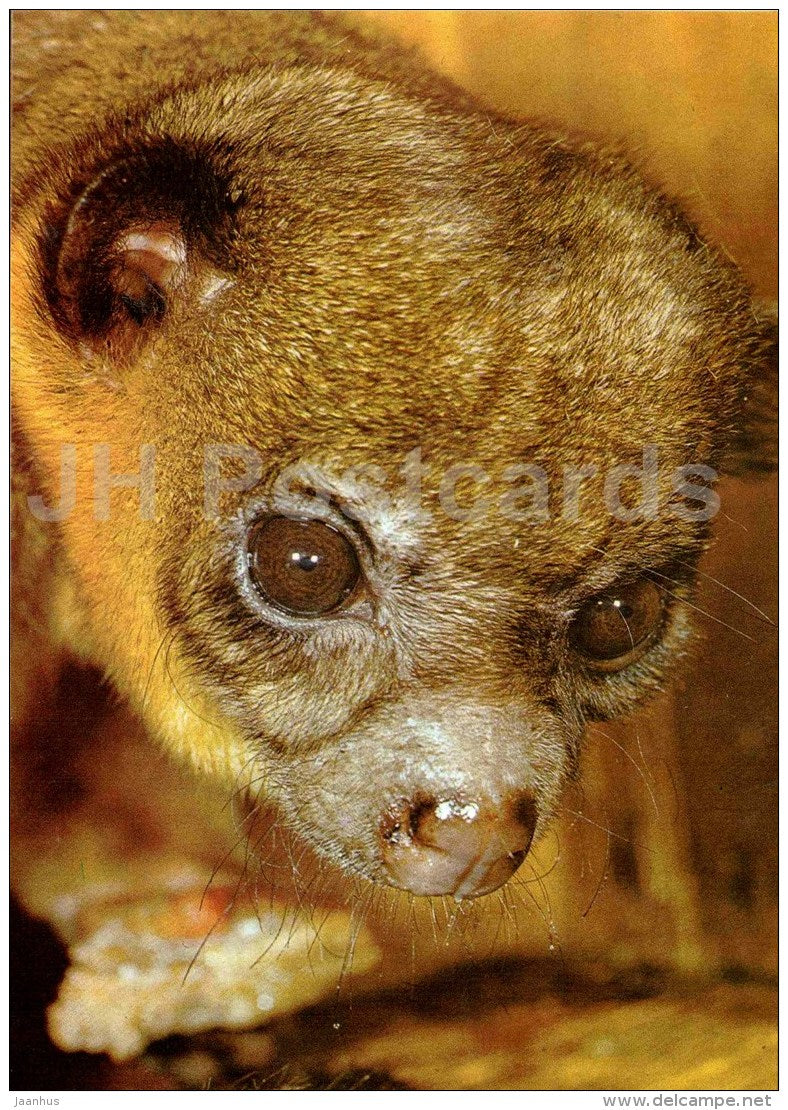 Kinkajou - Potos flavus - large format card - Tallinn Zoo 50 - 1989 - Estonia USSR - unused - JH Postcards