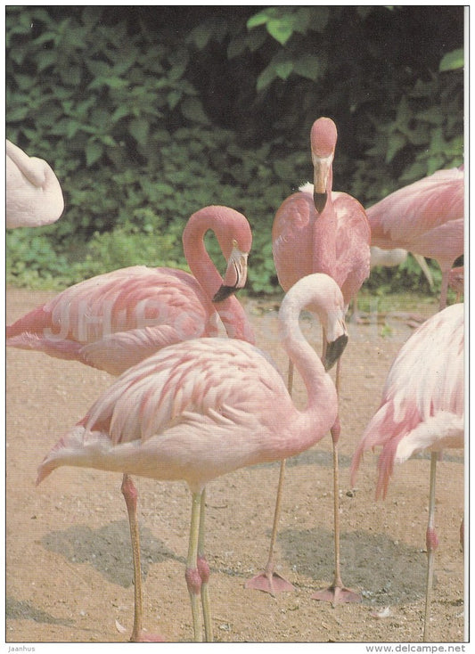 Chilean flamingo - Phoenicopterus chilensis - birds - Zoo - Czechoslovakia - unused - JH Postcards