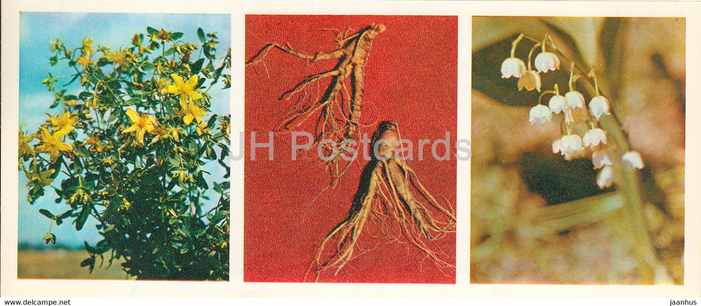 herbs healers - Forest Wealth - 1981 - Russia USSR - unused - JH Postcards