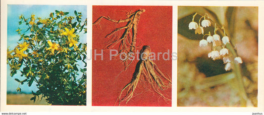 herbs healers - Forest Wealth - 1981 - Russia USSR - unused - JH Postcards