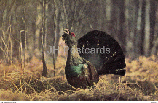 Western capercaillie - Tetrao urogallus - birds - 1968 - Russia USSR - unused - JH Postcards