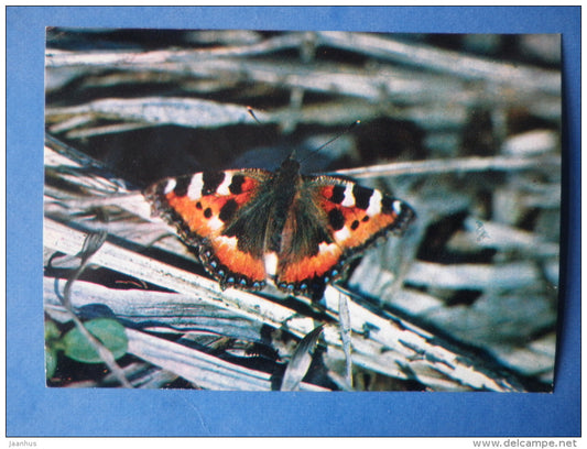 Small Tortoiseshell - Nymphalis urticae - butterfly - insects - 1980 - Russia USSR - unused - JH Postcards
