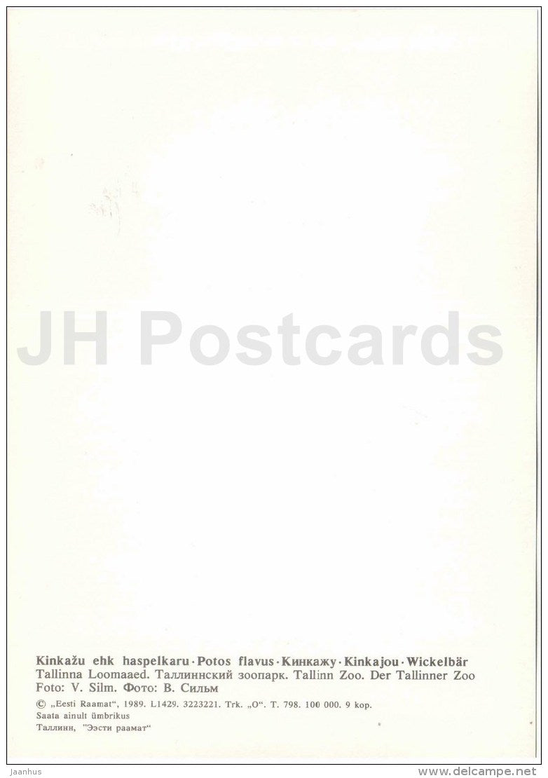 Kinkajou - Potos flavus - large format card - Tallinn Zoo 50 - 1989 - Estonia USSR - unused - JH Postcards