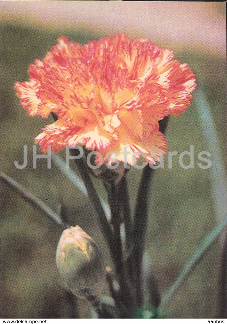 Carnation - flowers - plants - Bulgaria - unused - JH Postcards