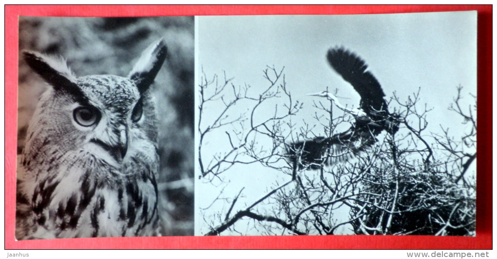 Eurasian Eagle-Owl , Bubo bubo , Ardea ciner - The Grey Heron - birds - Oka Nature reserve - 1973 - USSR Russia - unused - JH Postcards