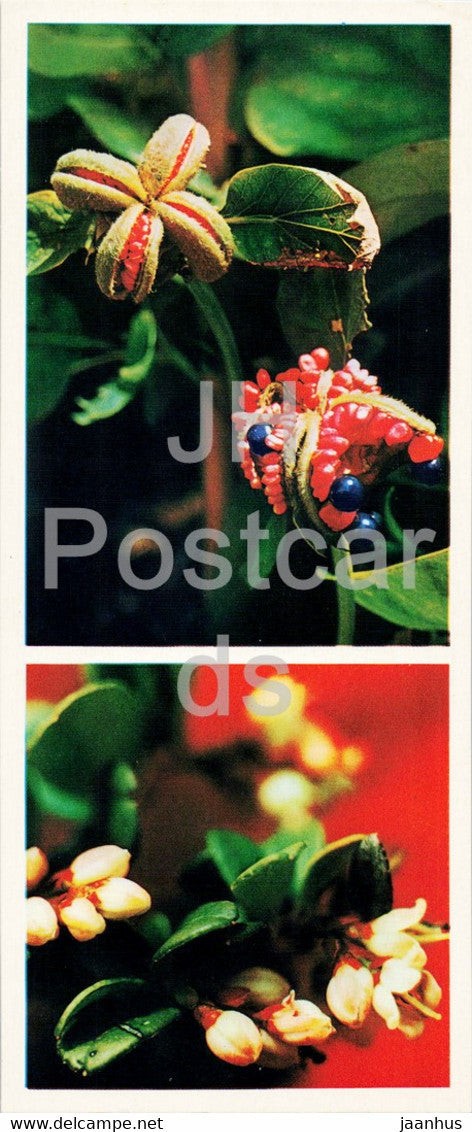 peonies - cowberry - flowers - Caucasian Nature Reserve - 1980 - Russia USSR - unused - JH Postcards