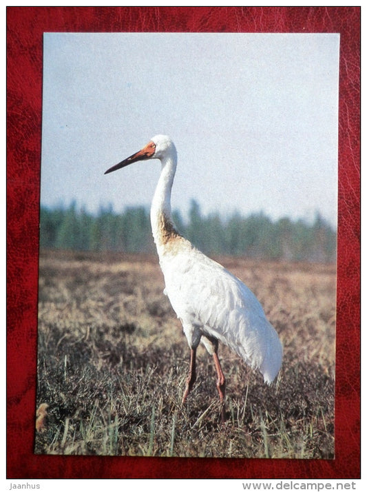Siberian Crane - Grus leucogeranus - birds - 1988 - Russia - USSR - used - JH Postcards