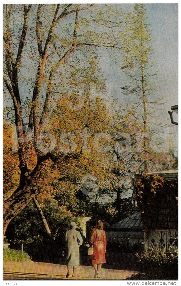 The Old Elm or the Tree of the Poor - Russian writer Leo Tolstoy Museum - Yasnaya Polyana - 1971 - Russia USSR - unused - JH Postcards