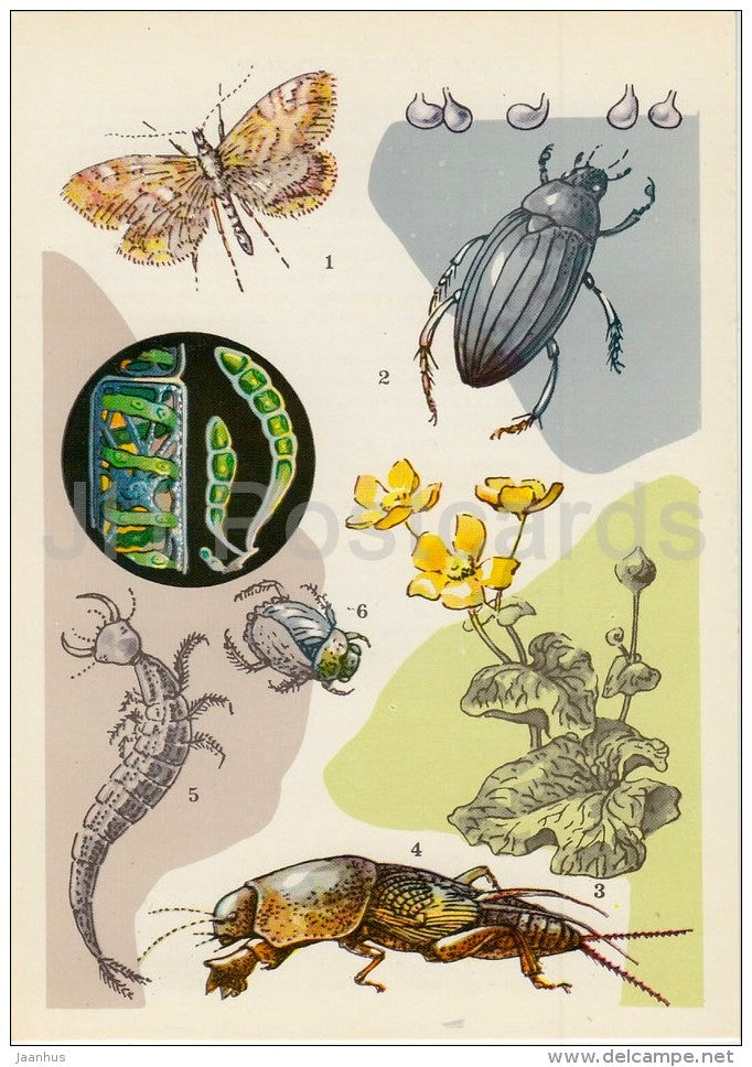The brown china mark , moth - Hydrophilus piceus - Mole cricket - Life in Water - 1977 - Russia USSR - unused - JH Postcards