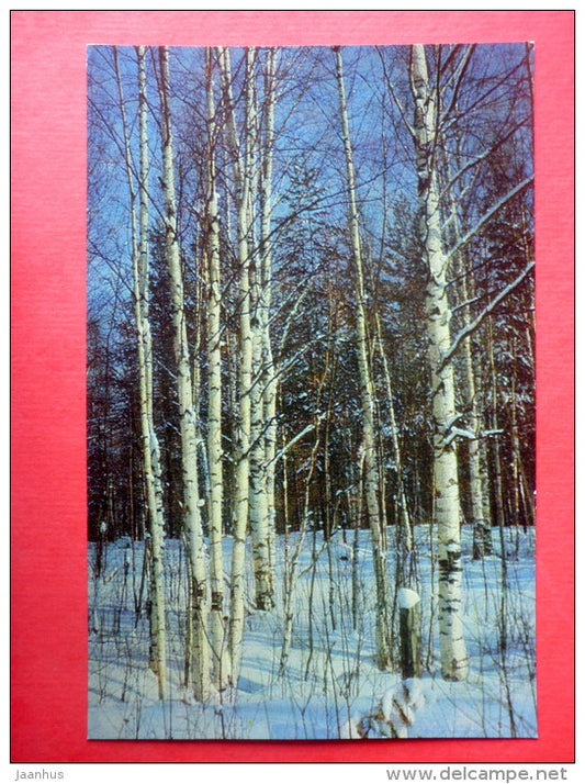 birch trees in winter - Kareliya - Karelia - 1975 - Russia USSR - unused - JH Postcards