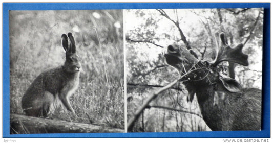 Hare - Moose , Elk - Kandalaksha Nature Reserve - 1974 - Russia USSR - unused - JH Postcards
