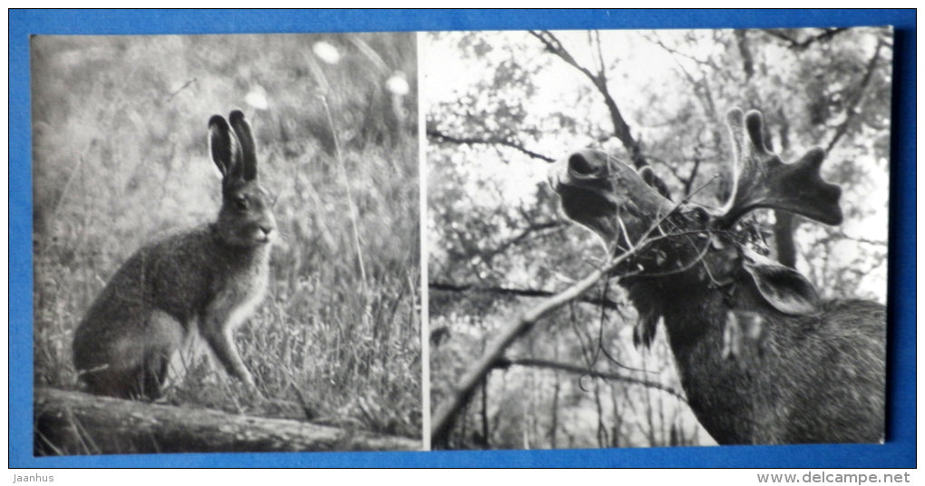Hare - Moose , Elk - Kandalaksha Nature Reserve - 1974 - Russia USSR - unused - JH Postcards