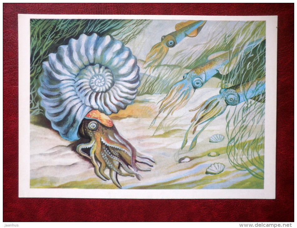ammonites and belemnites  - Illustration by I. Chevereva - 1983 - Russia USSR - unused - JH Postcards