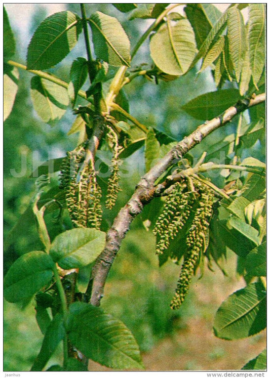 Japanese walnut - Juglans ailantifolia - Endangered Plants of USSR - nature - 1981 - Russia USSR - unused - JH Postcards