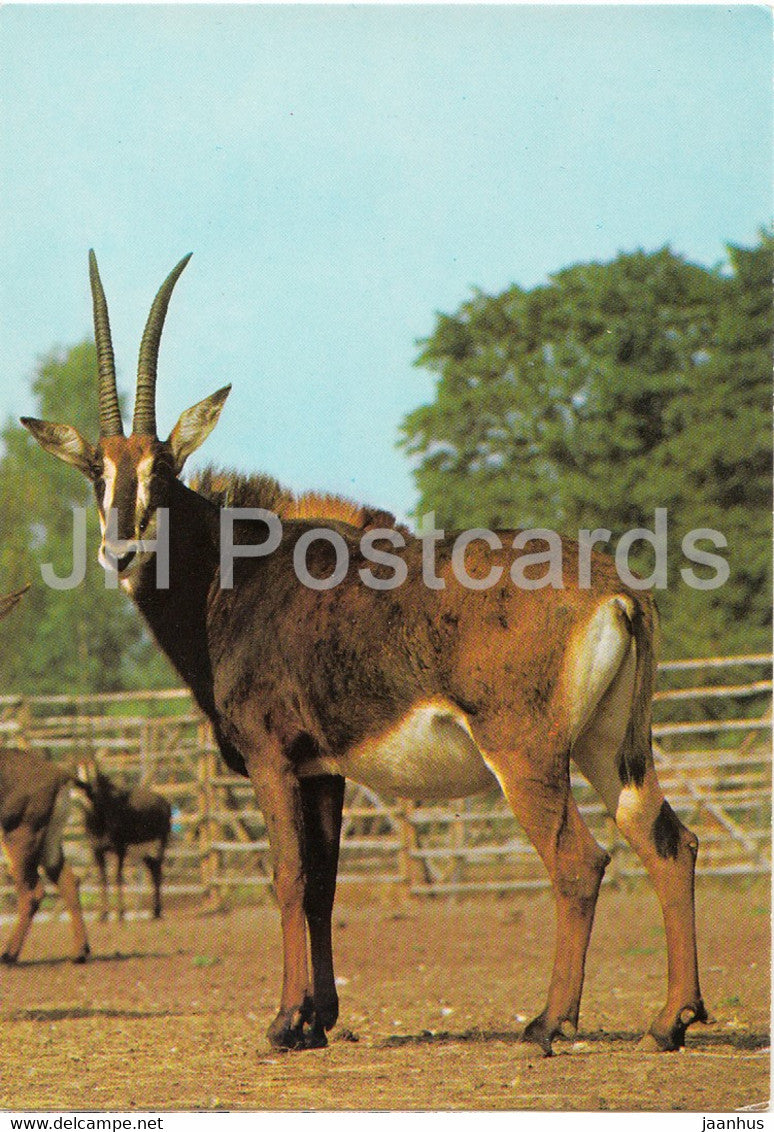 Sable antelope - Hippotragus niger - animals - Zoo - Czechoslovakia - unused - JH Postcards