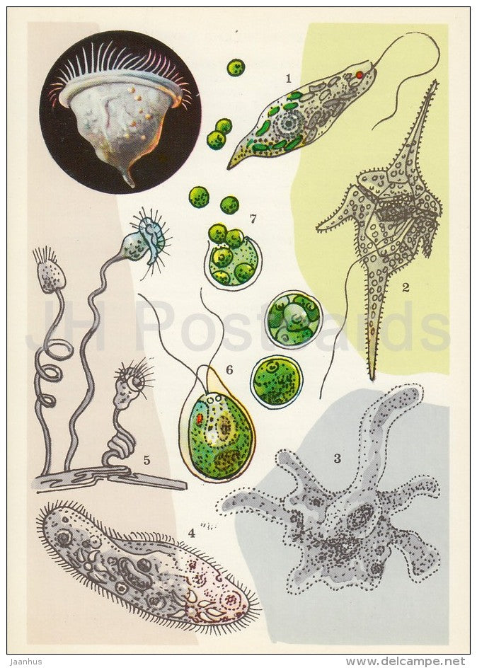 Euglena viridis - Amoeba proteus - Paramecium caudatum - Vorticella - Life in Water - 1977 - Russia USSR - unused - JH Postcards