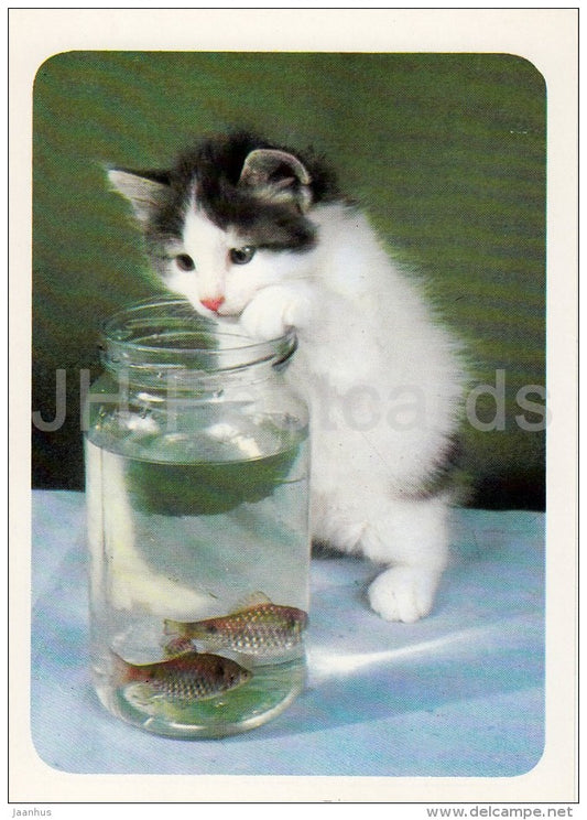 Kitten and Aquarium Fishes - cats - Russia USSR - 1989 - unused - JH Postcards
