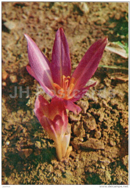 Autumn crocus - Colchicum autumnale - medicinal plants - 1976 - Russia USSR - unused - JH Postcards