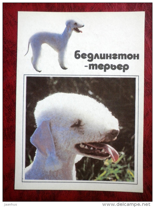 Bedlington Terrier - Sheltie - dogs - 1991 - Russia - USSR - unused - JH Postcards