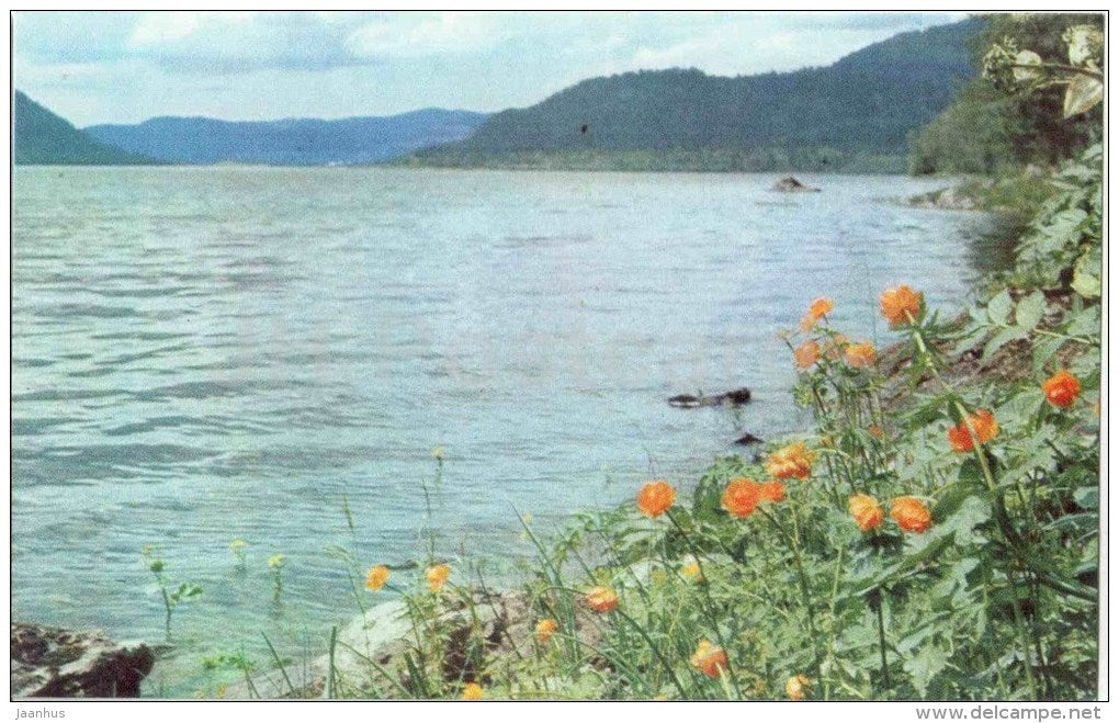 flowering time - Lake Teletskoye - Altay - 1972 - Russia USSR - unused - JH Postcards