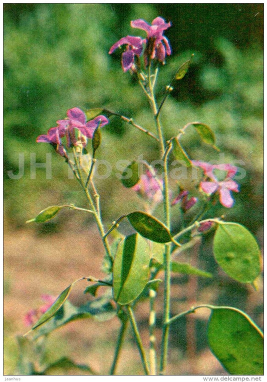 Perennial honesty - Lunaria rediviva - Endangered Plants of USSR - nature - 1981 - Russia USSR - unused - JH Postcards