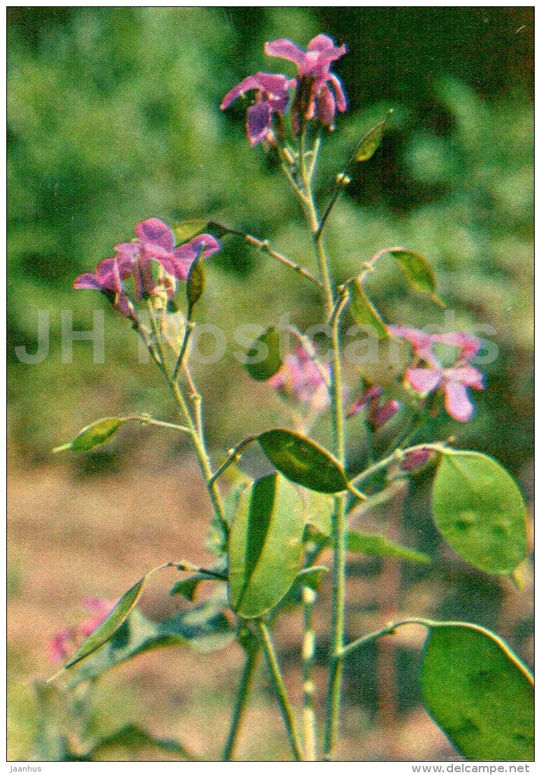 Perennial honesty - Lunaria rediviva - Endangered Plants of USSR - nature - 1981 - Russia USSR - unused - JH Postcards