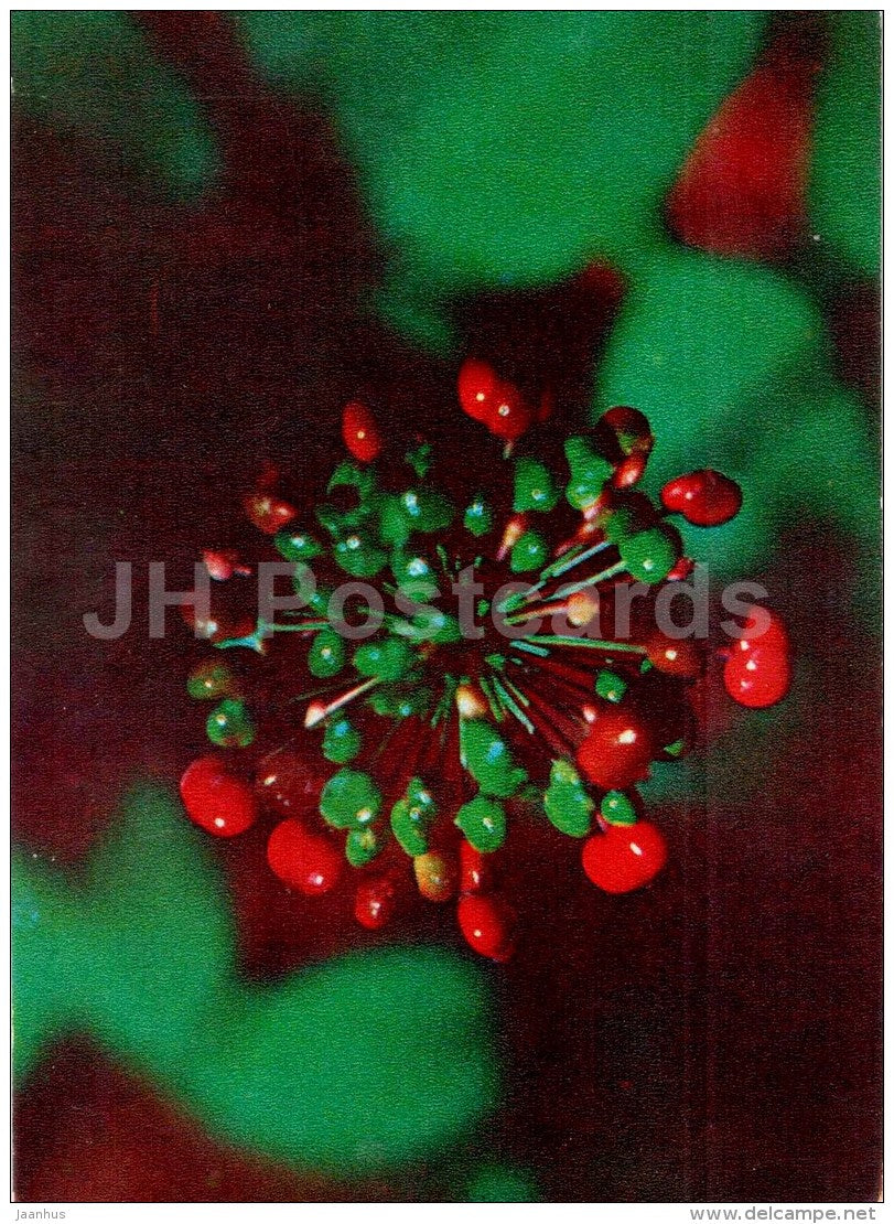 Ginseng - Panax ginseng - medicinal plants - 1976 - Russia USSR - unused - JH Postcards