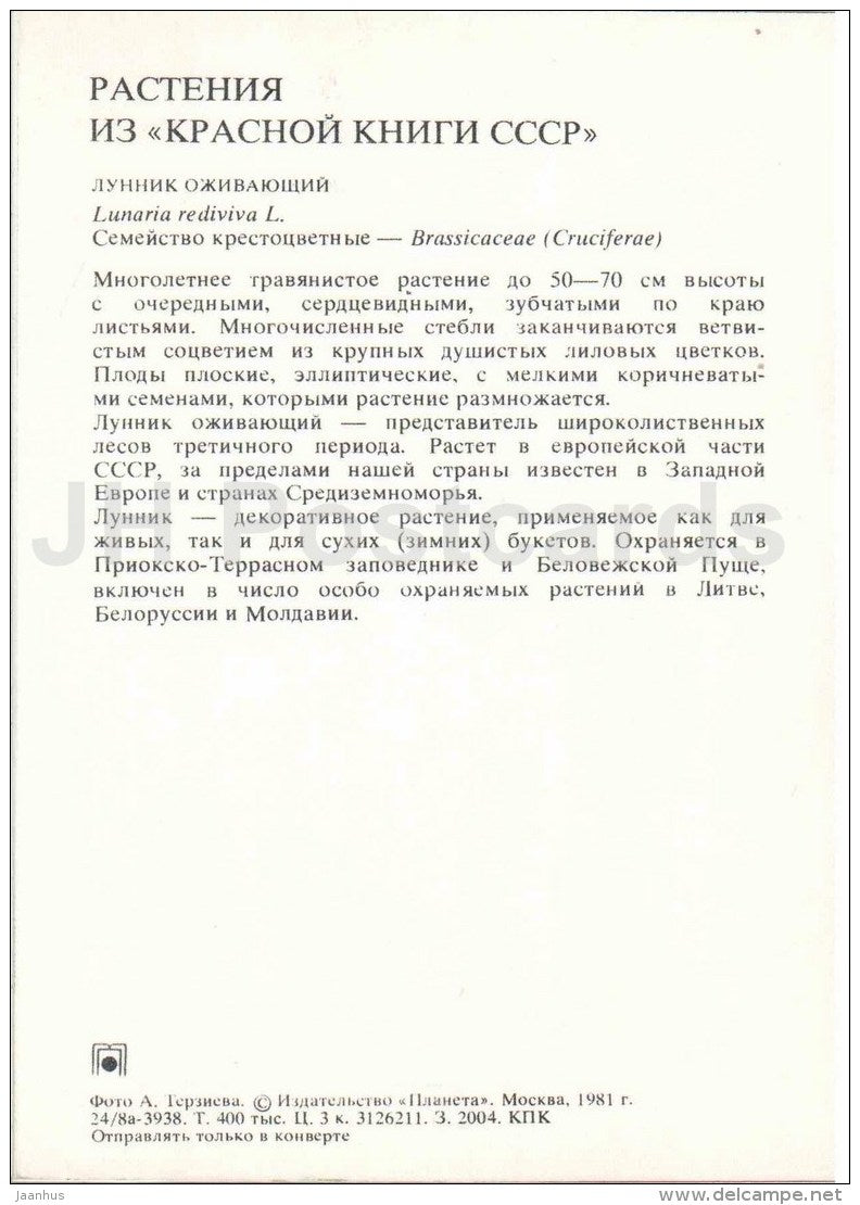 Perennial honesty - Lunaria rediviva - Endangered Plants of USSR - nature - 1981 - Russia USSR - unused - JH Postcards
