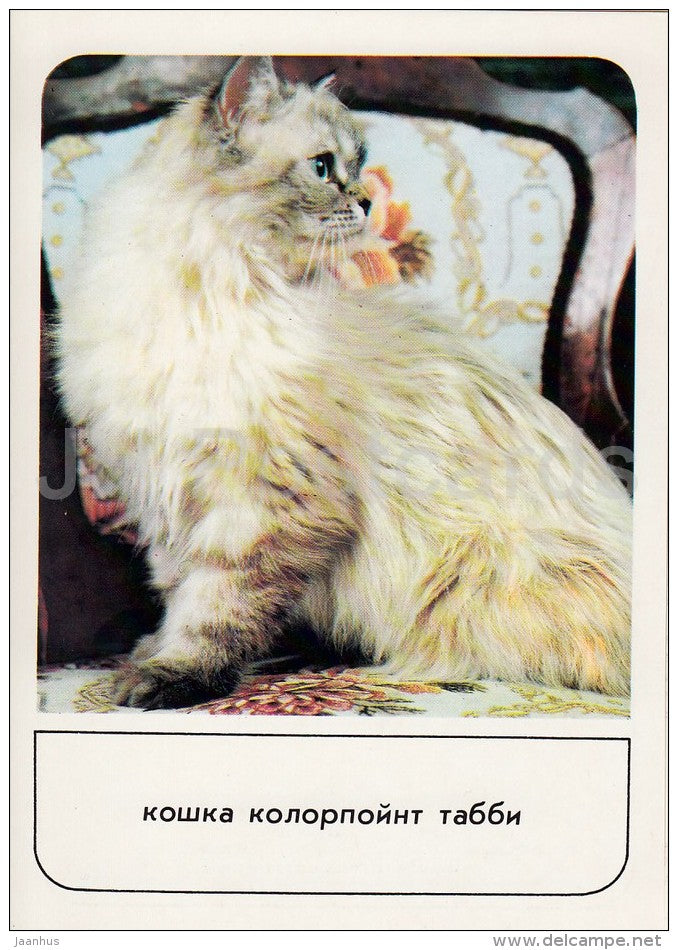 Colorpoint Longhair Cat - cats - Russia USSR - 1989 - unused - JH Postcards