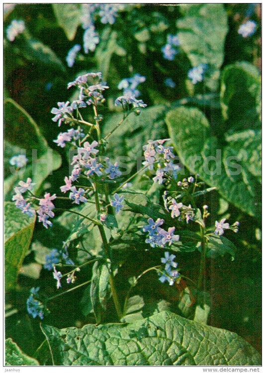 Siberian Bugloss - Brunnera sibirica - Endangered Plants of USSR - nature - 1981 - Russia USSR - unused - JH Postcards