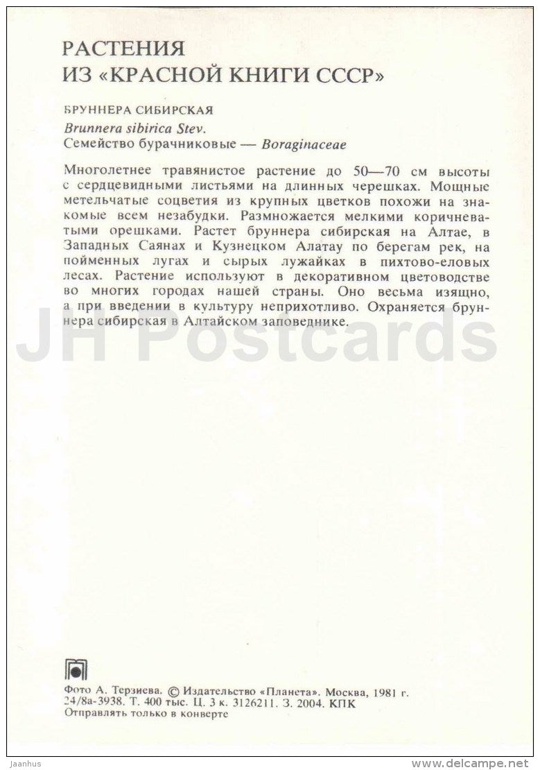 Siberian Bugloss - Brunnera sibirica - Endangered Plants of USSR - nature - 1981 - Russia USSR - unused - JH Postcards