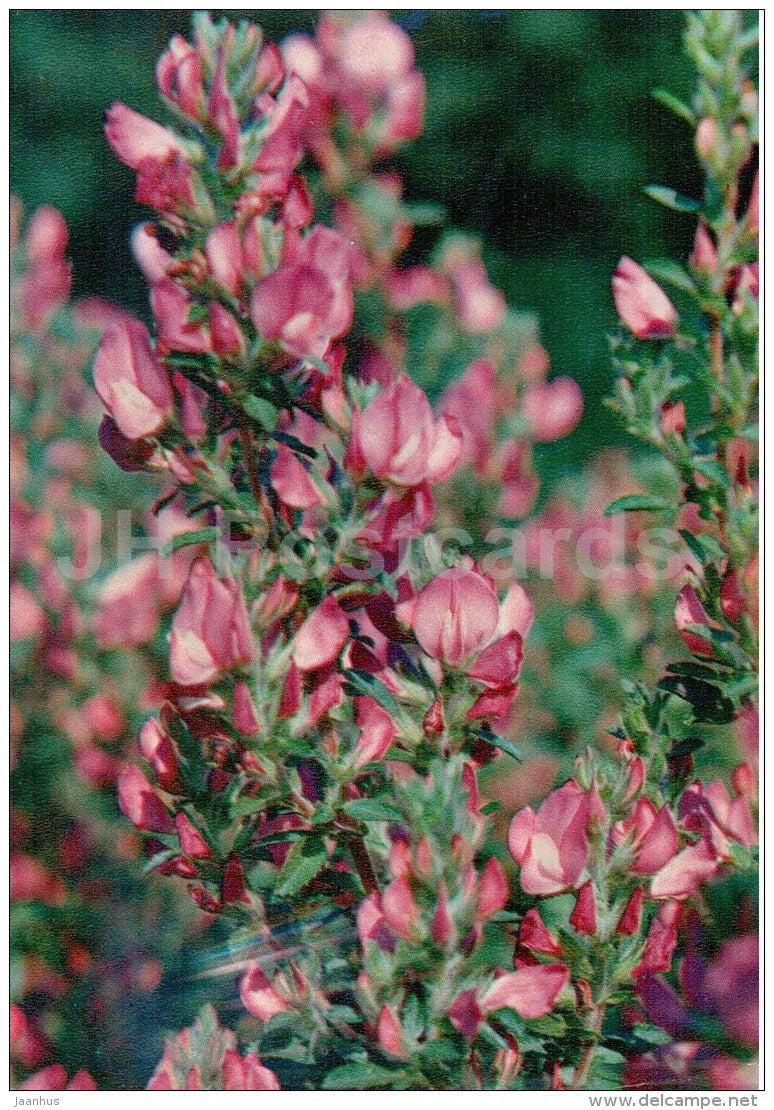 Restharrow - Ononis arvensis - medicinal plants - 1976 - Russia USSR - unused - JH Postcards