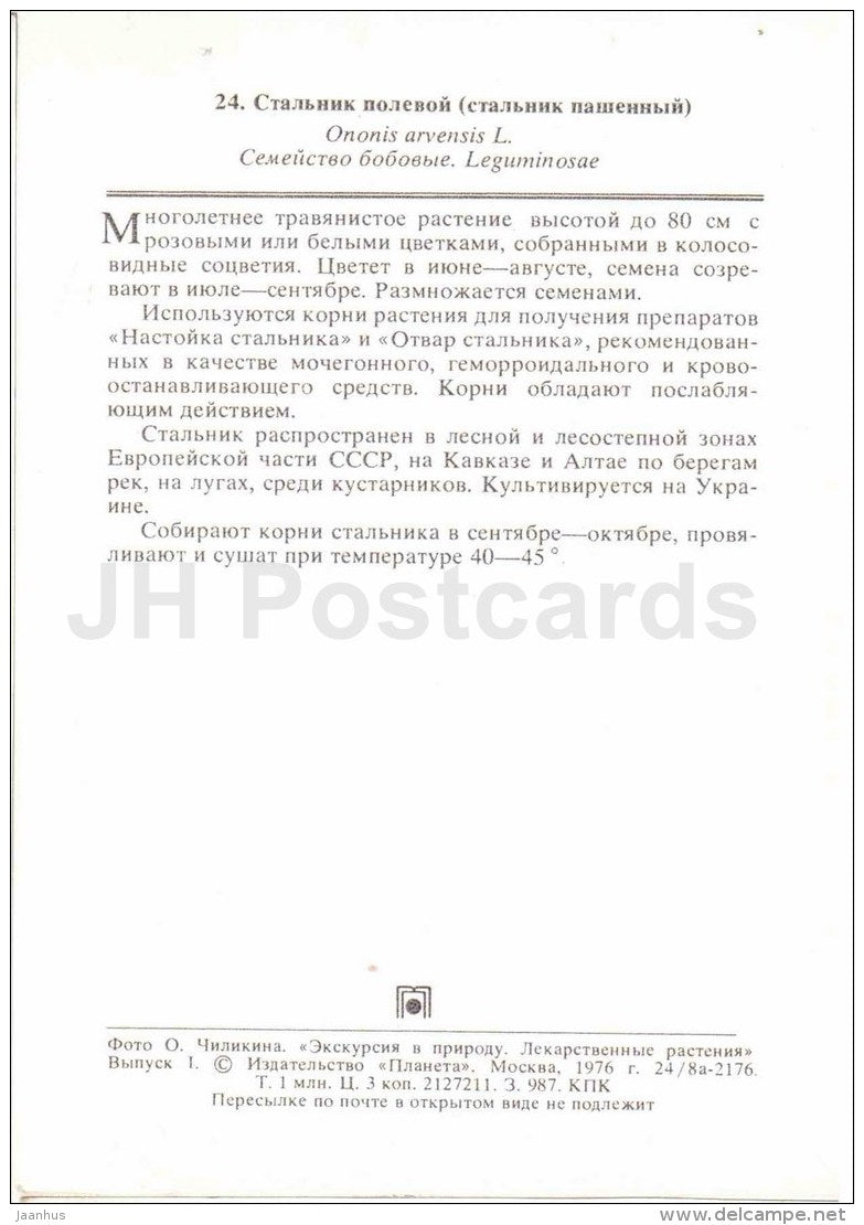 Restharrow - Ononis arvensis - medicinal plants - 1976 - Russia USSR - unused - JH Postcards