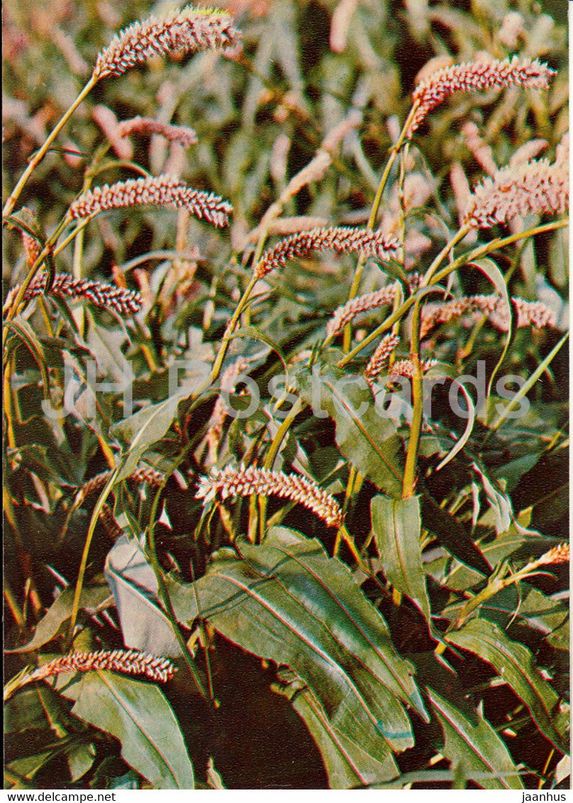 Common bistort - Bistorta officinalis - Medicinal Plants - 1981 - Russia USSR - unused - JH Postcards