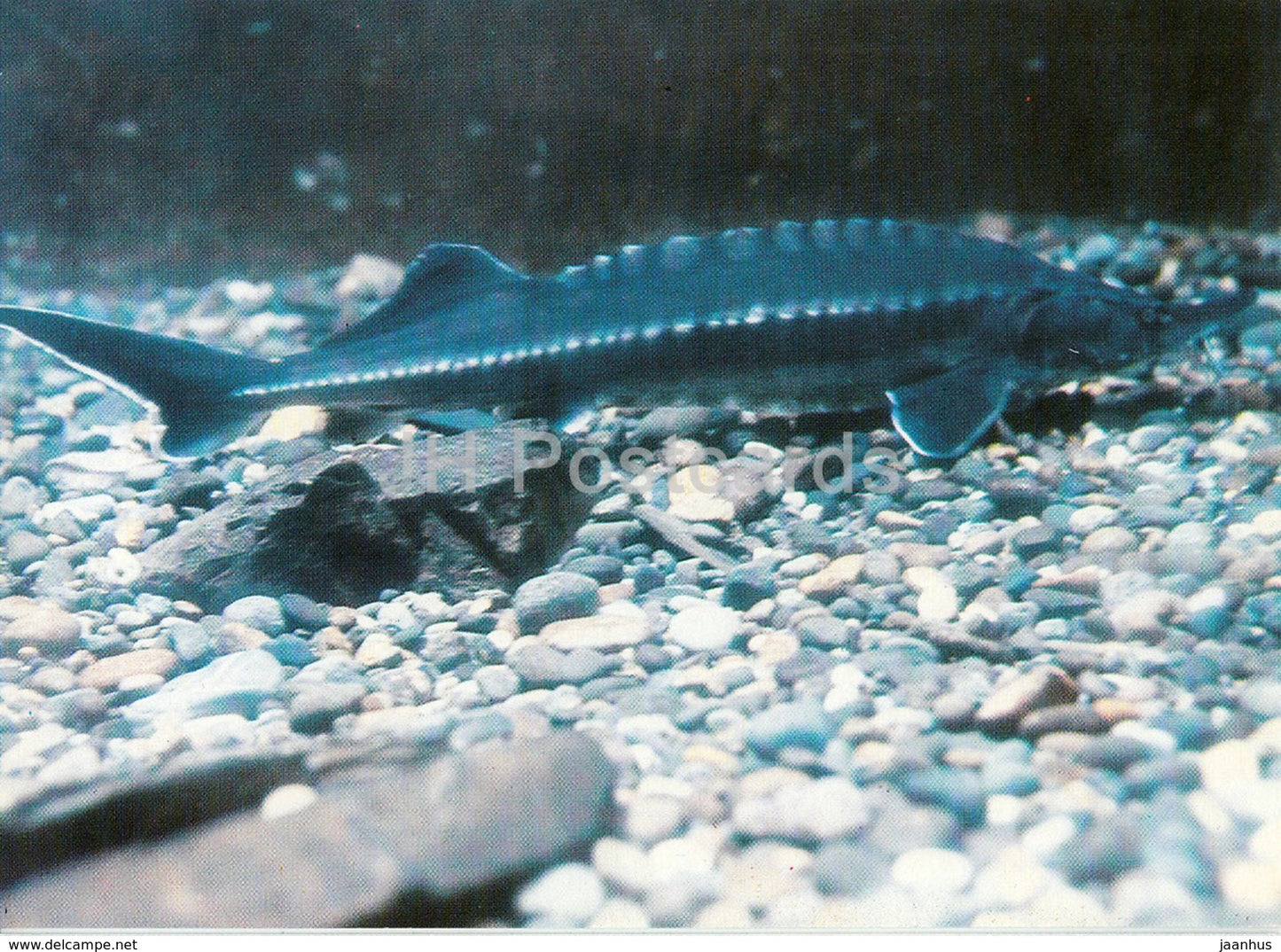 sturgeon - fish - Oceanarium in Batumi - 1989 - Georgia USSR - unused - JH Postcards