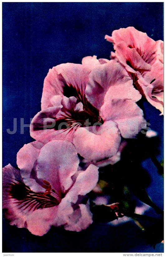 hybrid pelargonium - flowers - 1974 - Russia USSR - unused - JH Postcards