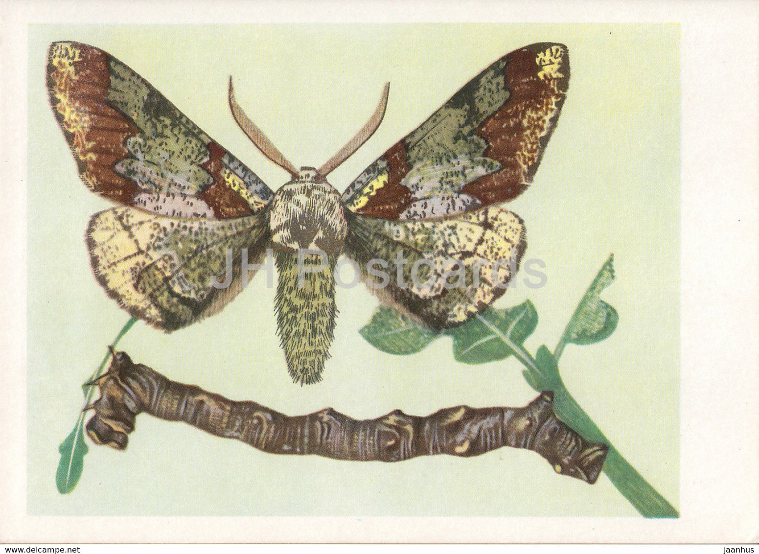 Krepak nawierzbek - Oak beauty - Biston strataria - moth - insects - illustration - Poland - unused - JH Postcards