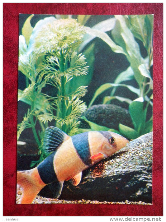Clown loach - Chromobotia macracanthus - aquarium fish - 1980 - Russia USSR - unused - JH Postcards