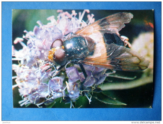 Volucella pellucens - hoverfly - insects - 1980 - Russia USSR - unused - JH Postcards
