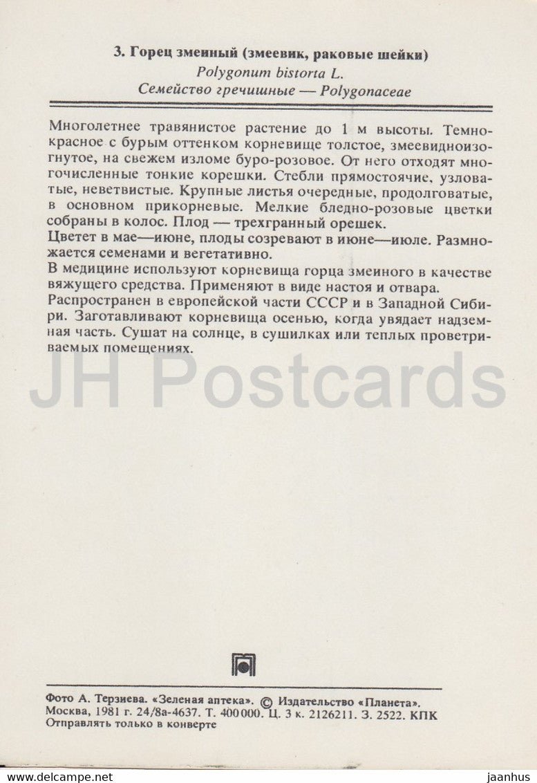 Common bistort - Bistorta officinalis - Medicinal Plants - 1981 - Russia USSR - unused