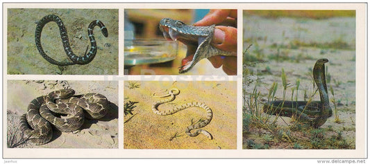 cobra - Psammophis lineolatus - Snakes - Kopet Dagh Nature Reserve - 1985 - Turkmenistan USSR - unused - JH Postcards