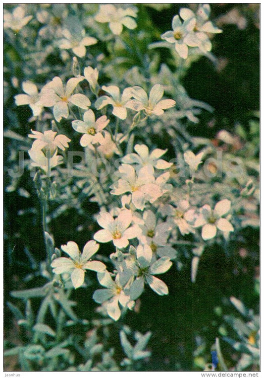 Boreal chickweed - Cerastium biebersteinii - Endangered Plants of USSR - nature - 1981 - Russia USSR - unused - JH Postcards